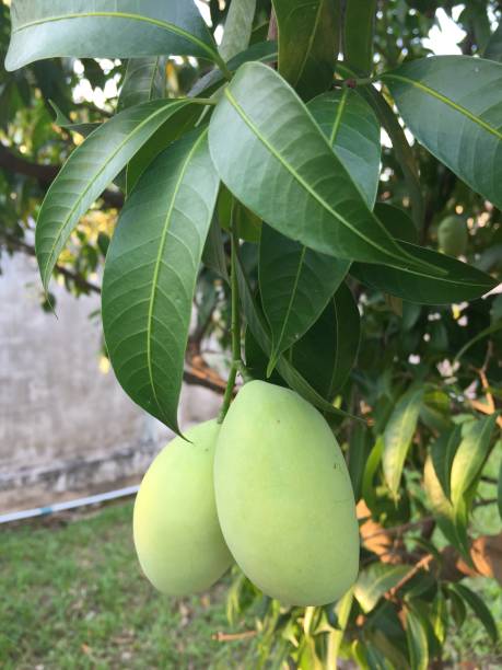 istock A mango tree with full of fruits 671779818