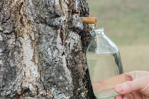 Collection of birch juice with a glass bottle