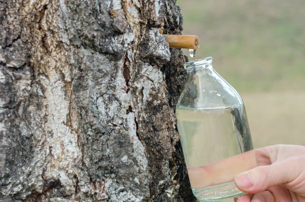 birch juice Collection of birch juice with a glass bottle birch tree photos stock pictures, royalty-free photos & images