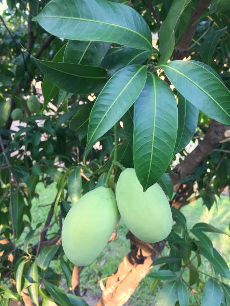 istock A mango tree with full of fruits 671783146