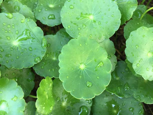istock Water Pennywort or Centella asiatica leaf 671784270