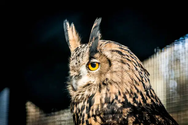 Head of an Eagle Owl