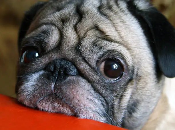 Photo of pug with sad eyes sitting at the table