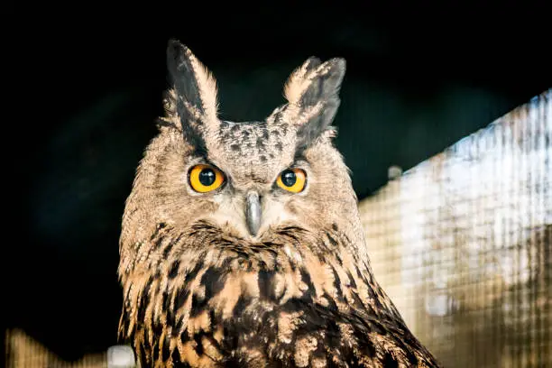 Head of an Eagle Owl