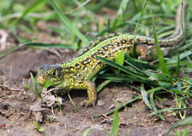 istock Male sand lizard (Lacerta agilis) on the ground 671786344