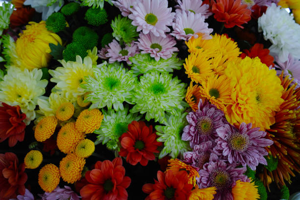 istock Chrysanthemum flowers background, flowers for shops and auctions 671786776