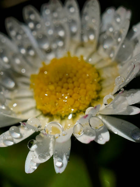 istock Drops of water on a daisy in close-up 671787106
