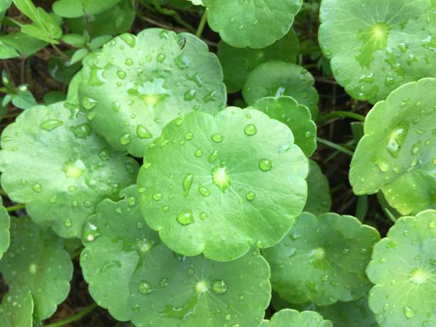 istock Water Pennywort or Centella asiatica leaf 671787182