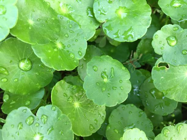 istock Water Pennywort or Centella asiatica leaf 671788588