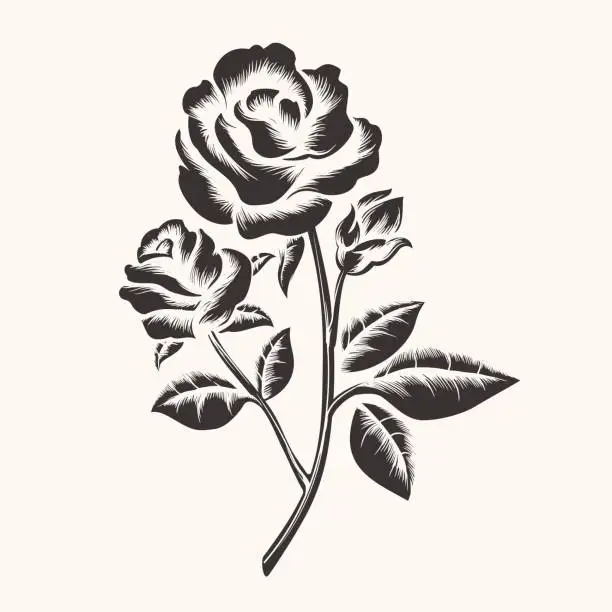 Vector illustration of Black hand drawn roses engraving