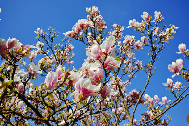 istock Spring blossom pink Magnolia stellata with big flowers 671790156