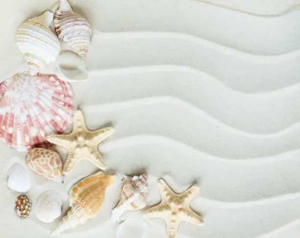 Beautiful frame of clams and starfishes on the background of wavy sea sand