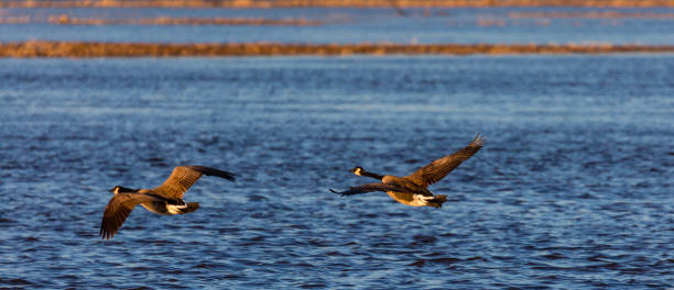 istock Canada Geese (branta canadensis) flying over a blue lake in April 671790300
