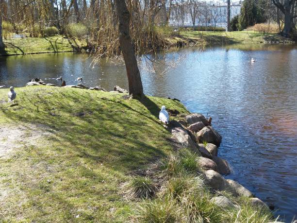 istock White and grey gulls looking to the lake 671795816