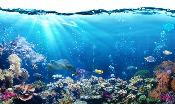 escena bajo el agua con coral y peces tropicales - lecho del mar fotografías e imágenes de stock