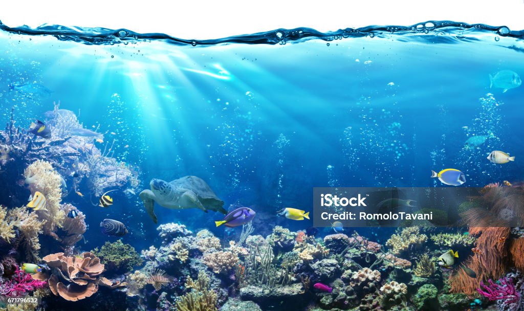 Underwater Scene With Reef And Tropical Fish Great Barrier Reef  With Sea Life Fish Tank Stock Photo