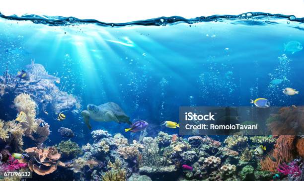 Underwater Scene With Reef And Tropical Fish Stock Photo - Download Image Now - Fish Tank, Aquarium, Underwater