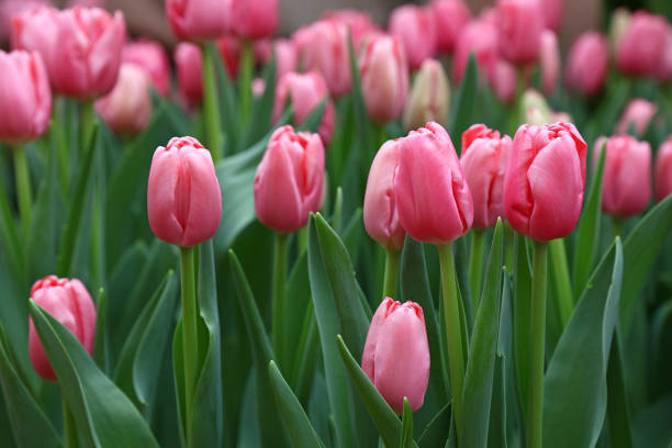 istock Pink tulip flowers with green leaves 671796636