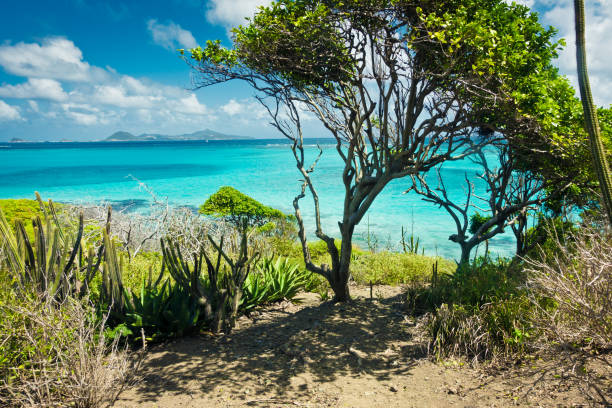 istock caribbean sea and palms 671806036