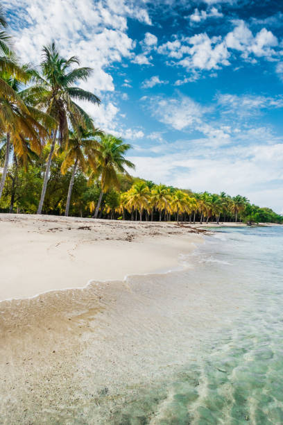 istock caribbean sea and palms 671806318