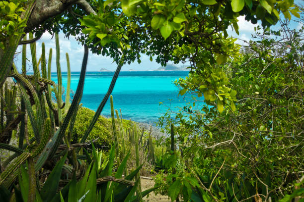 istock caribbean sea and palms 671806974