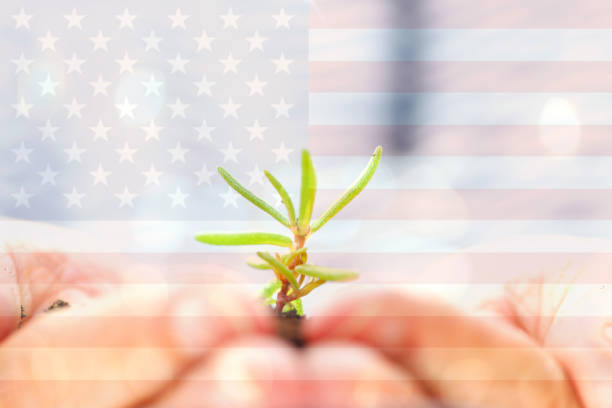 istock hand holding soil and small plant and american flag 671809928