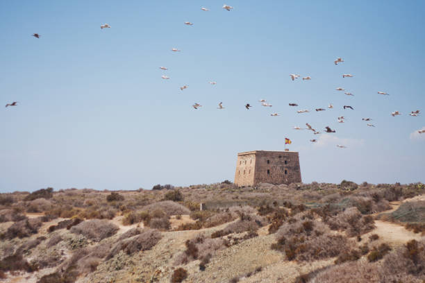 섬에 야자수 사이 오래 된 타워 - island of tabarca 뉴스 사진 이미지