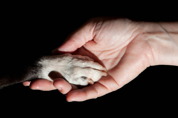 istock Dog paw in hand 671813038