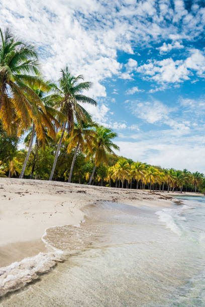 istock caribbean sea and palms 671815740