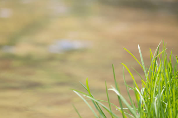 istock Fresh green grass with flowing river in background. Close up photo. 671818662