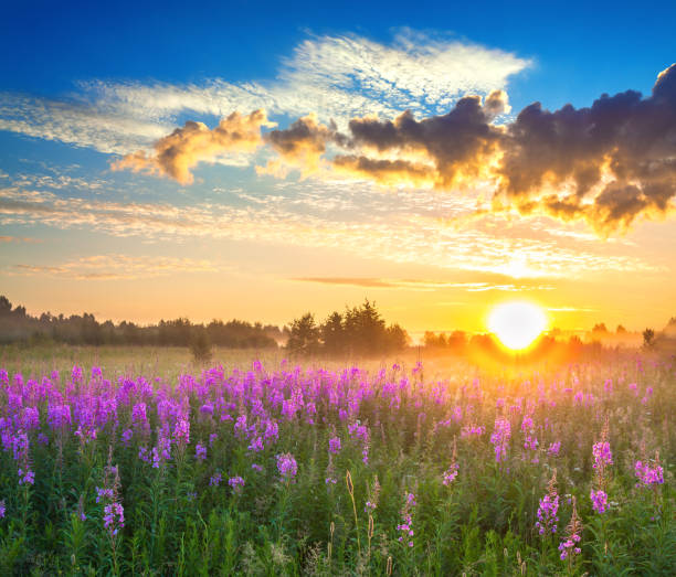 istock rural panorama landscape with sunrise  and  blossoming meadow 671819662