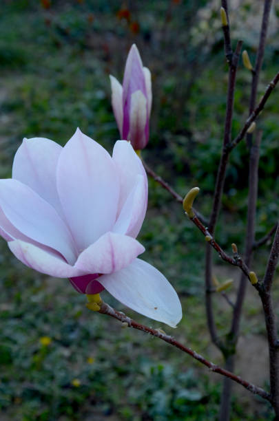 istock Beauty magnolia flower 671822194