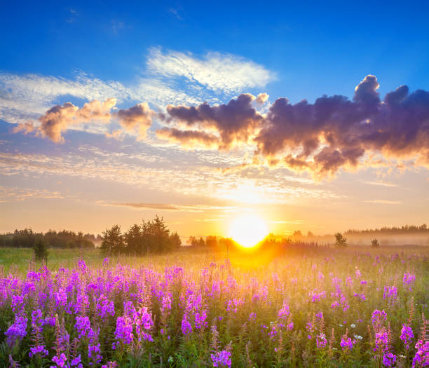 istock rural panorama landscape with sunrise  and  blossoming meadow 671822206