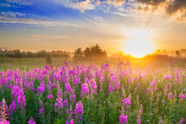 istock rural landscape with sunrise  and  blossoming meadow 671822554