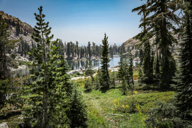istock A grove of pine trees surrounding a lake 671826306