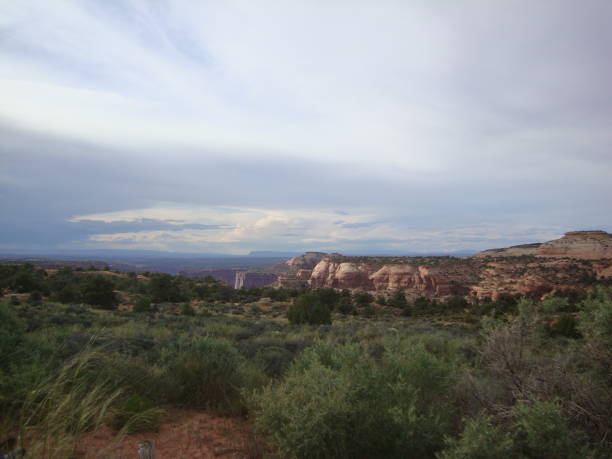 istock Shrubs at Canyonlands National Park 671826948