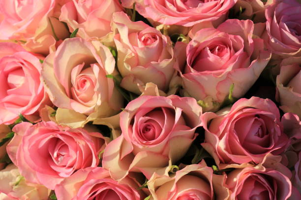 istock Pink roses wedding bouquet 671835434