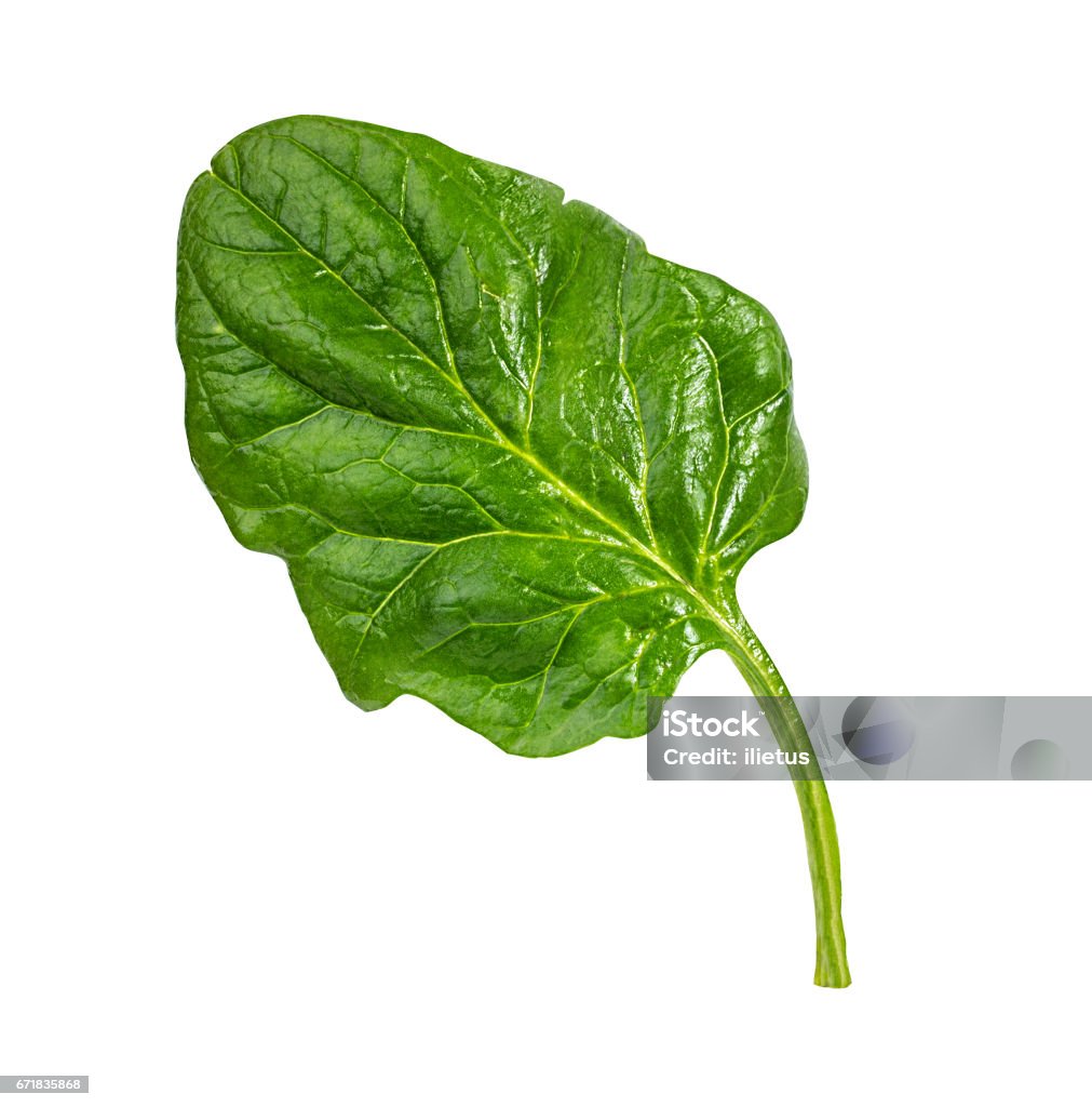 fresh spinach isolated fresh spinach isolated on white Spinach Stock Photo