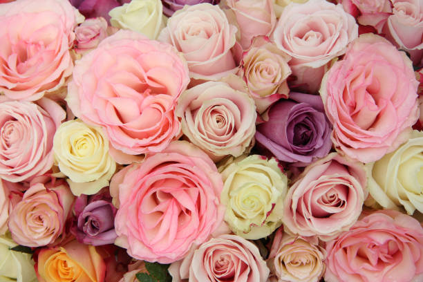 istock Wedding roses in pastel colors 671836182