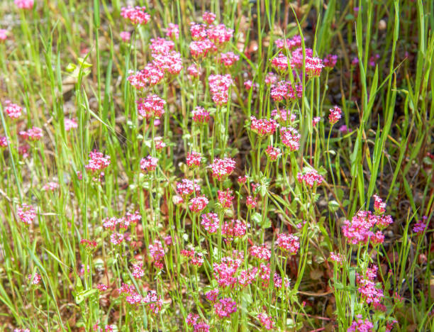 istock Pink Wildflowers at Bold Park 671847834