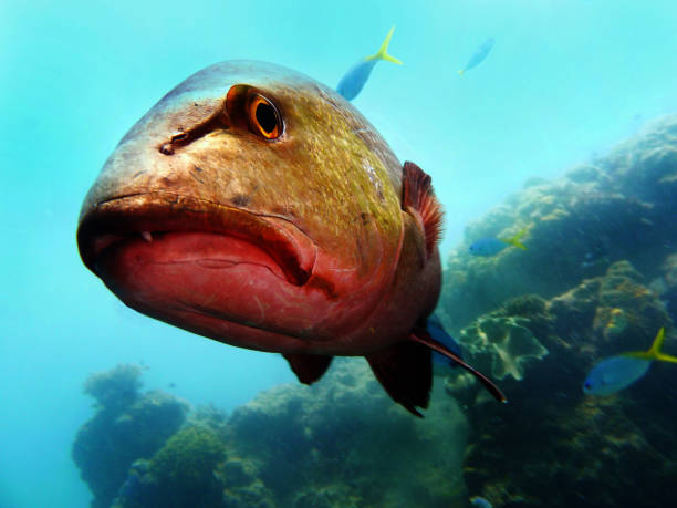 istock Read Sea Bass at the Great Barrier Reef 671851558