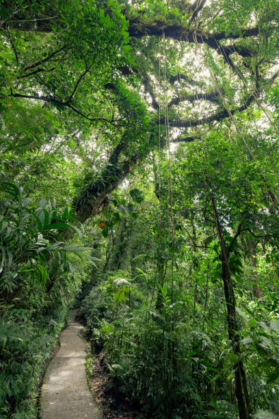 istock Stone path in rainforest Monteverde Costa Rica 671851770