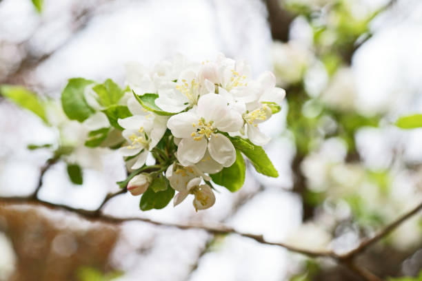 istock Flower of the Malus prunifolia 671852024