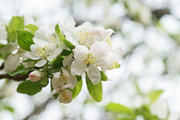 istock Flower of the Malus prunifolia 671852106