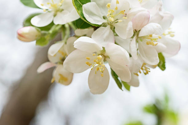 istock Flower of the Malus prunifolia 671852128