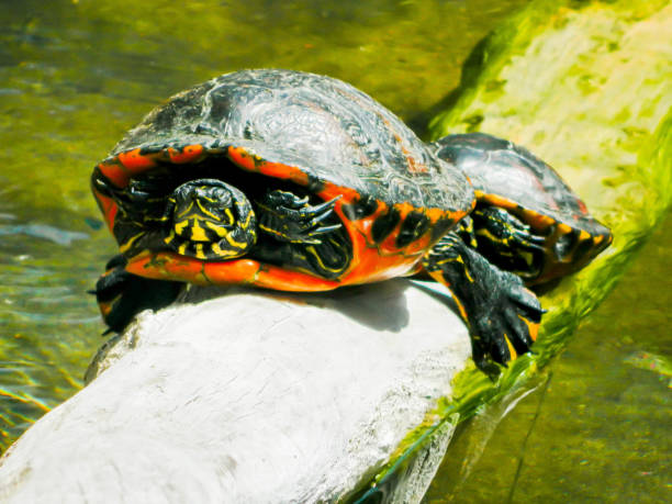 istock Northern Red-Bellied Cooters 671854584