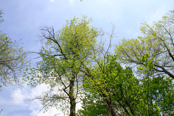 istock Bright green forest natural walkway in sunny day light 671855422