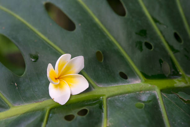 Leelawadee flower, Champa or Plumeria