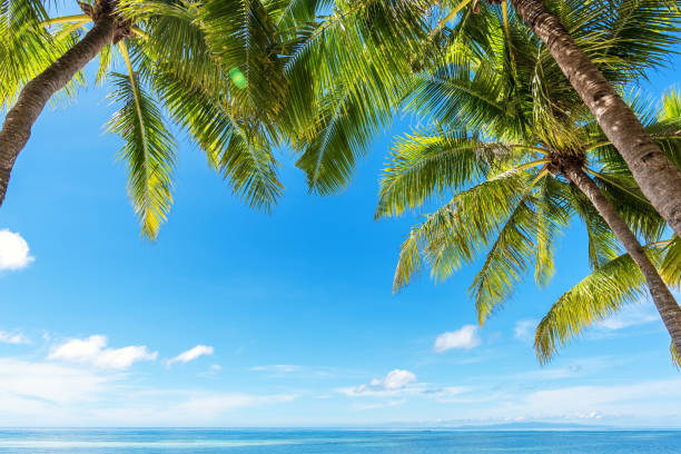 istock Coconut palm trees with tropical sea 671858822