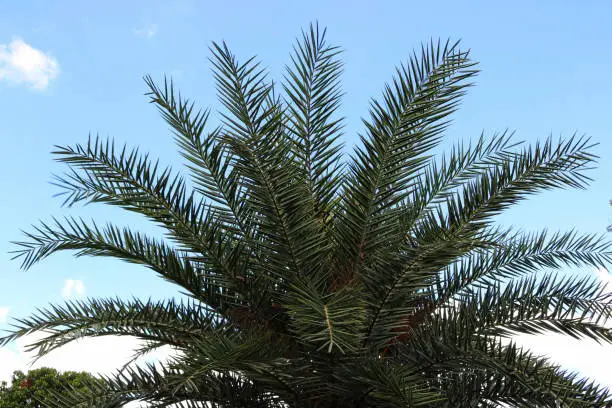 palm tree,sky